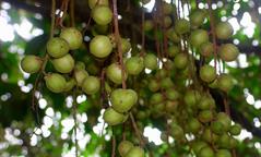 Nargil_Baccaurea motleyana